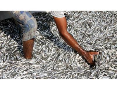 شرکت پودر ماهی هارپا-توليد كننده پودر ماهی و روغن ماهی